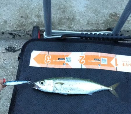 アジ　サバ　太刀魚　ジグパラマイクロ・ジグパラワインド